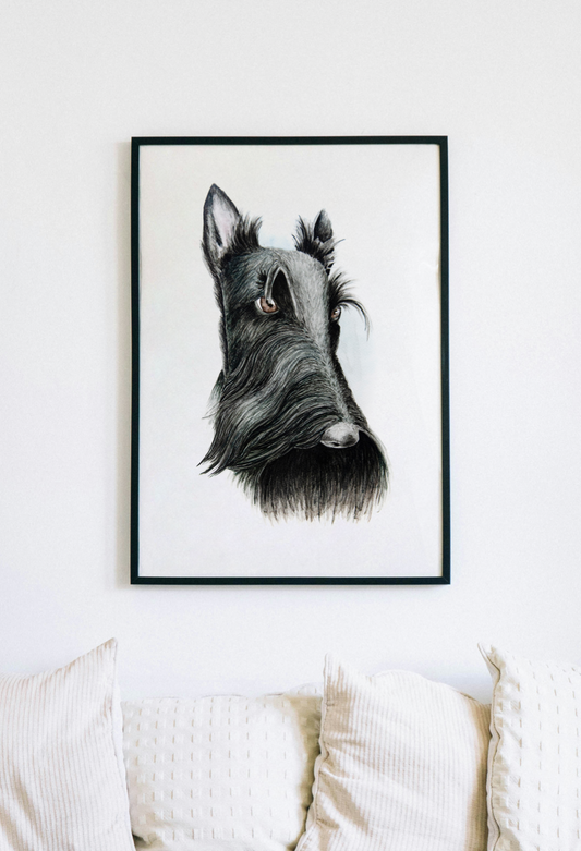 A framed and hanged, original piece of a watercolour portrait of a Scottish Terrier dog, with unique artistic details on paper