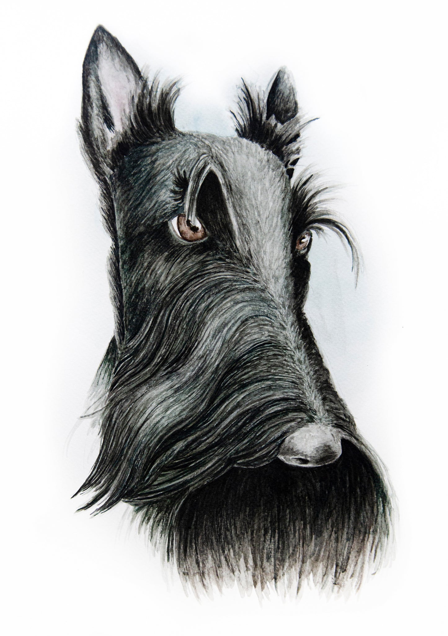 Original piece of a watercolour portrait of a Scottish Terrier dog, with unique artistic details on paper